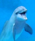 Delfín, ilustrační obrázek.